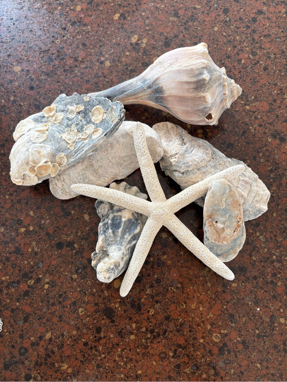 SHELLS Natural Seashell & Starfish Decorative Set - Neutral Tones